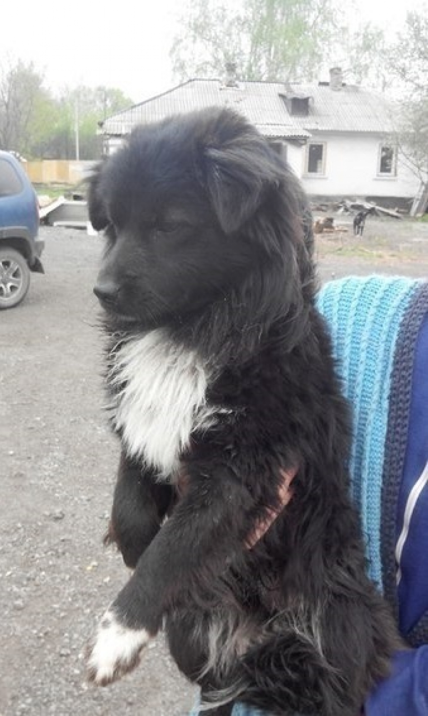 Шахтинские зоозащитники спасли от смерти 37 собак