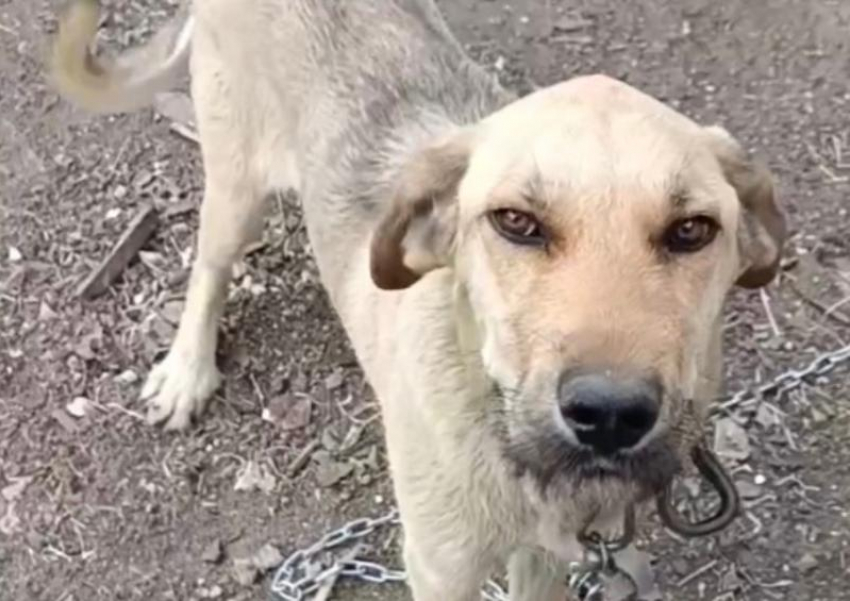 Волонтеры из Шахт показали собаку, спасенную в поселке Таловый