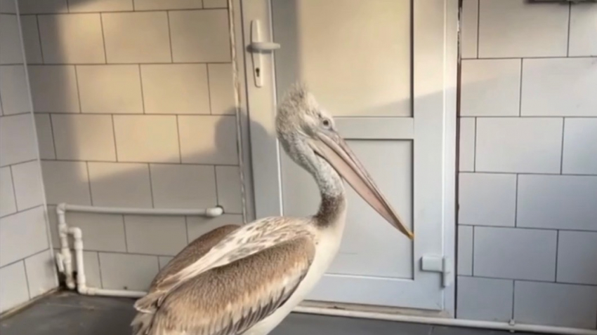 Пеликан, спасенный из-под льда, восстанавливается в парке «Малинки"