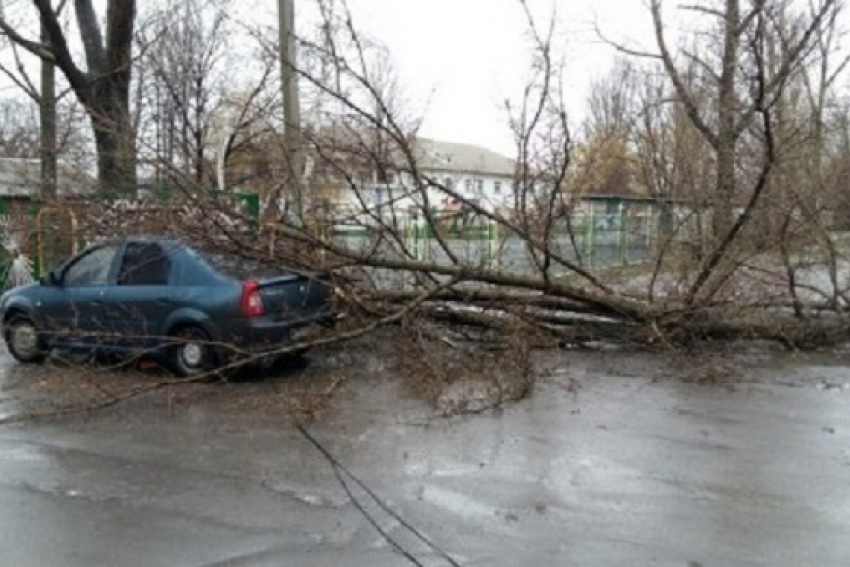 В Новошахтинске дерево упало на «Рено-Логан»