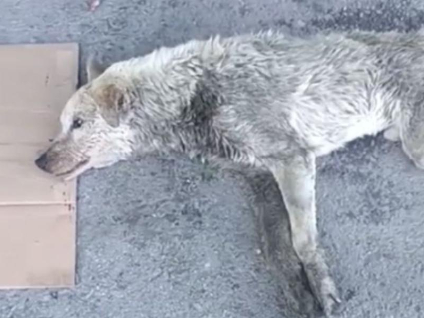 В Шахтах дети спасли из болота собаку, которая едва дышала и звала на помощь