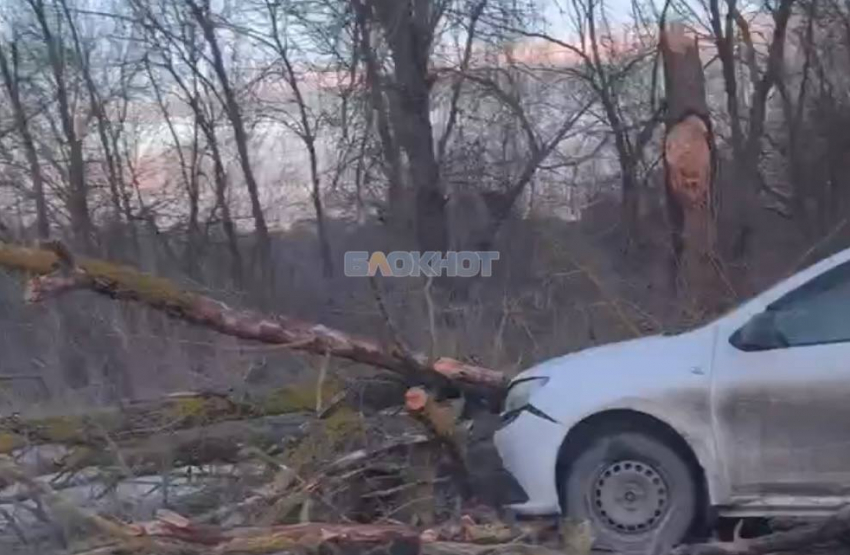 Дерево упало прямо перед автомобилем во время движения по Енисейскому переулку в Шахтах