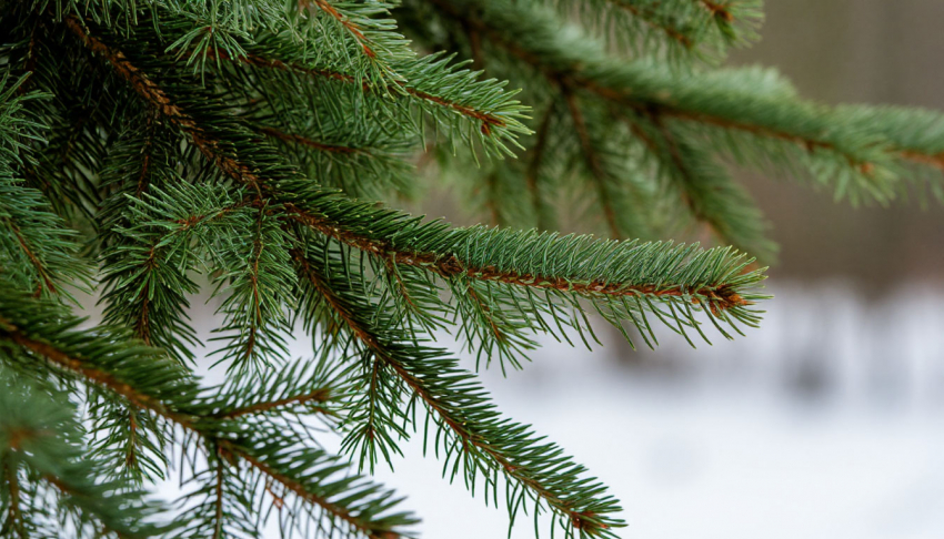 Новую городскую елку установят в Шахтах