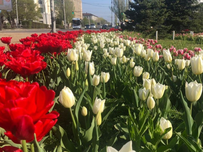 Появится новая цветочная традиция — День тюльпанонасаждения