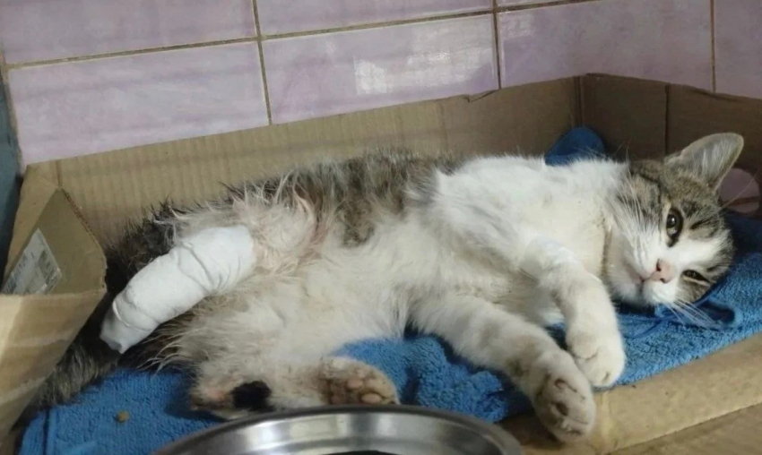 Волонтеры из Шахт спасают кота с раздробленной лапой 