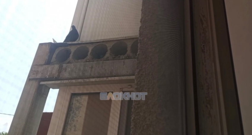Голуби атаковали многоквартирный дом на ХБК в Шахтах