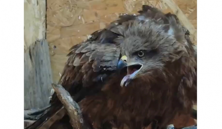 Краснокнижный коршун, который попал в аварию на дороге, будет жить в «Малинках»