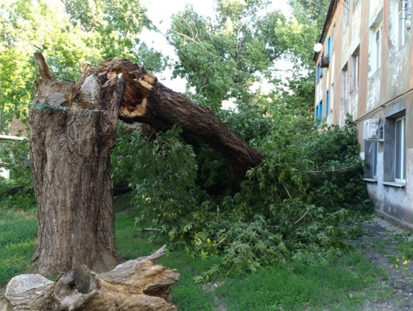 Огромное дерево ночью рухнуло на жилой дом  и выбила окна в ГРЭС в Шахтах