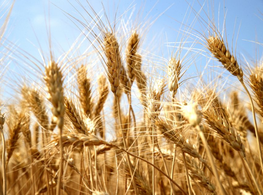 Новый рекорд аграриев: донские хлеборобы собрали почти 13 миллионов тонн ранних зерновых