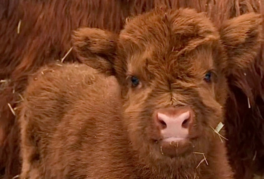 На свет появился теленок редкой породы в парке «Лога»