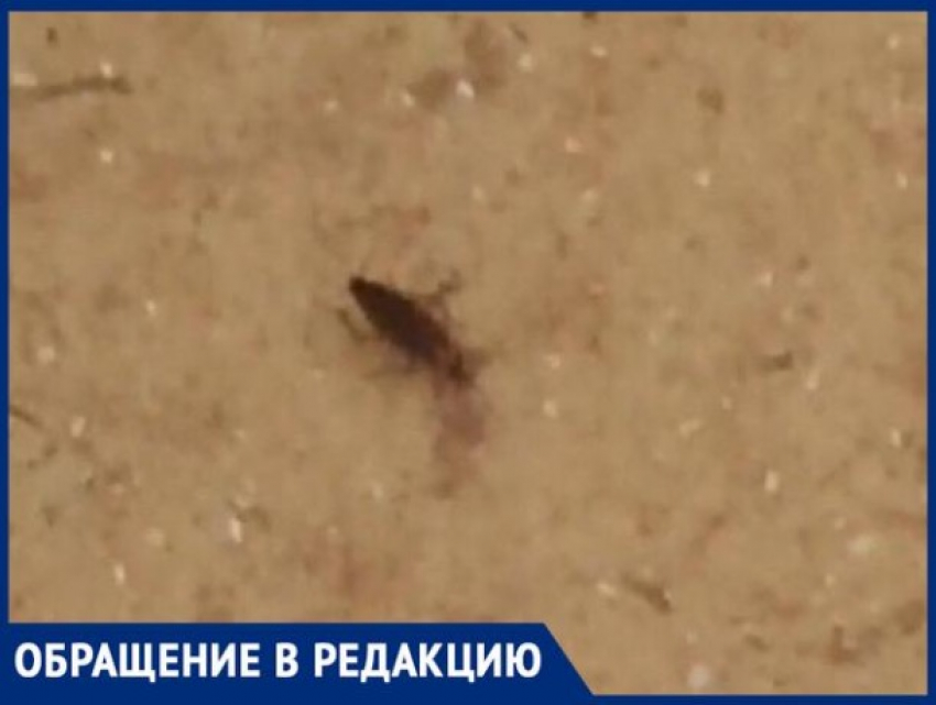 Тараканы хозяйничают в шахтинской больнице 