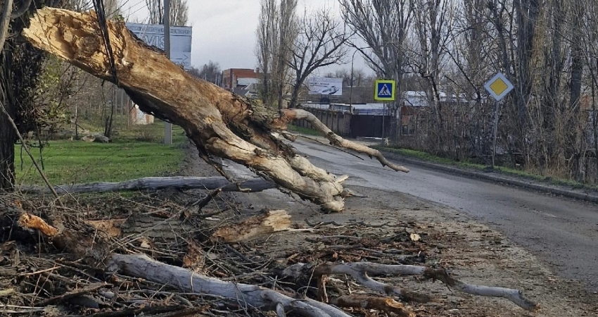 Половина поселка Артем осталась без света из-за падения дерева