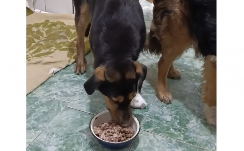 Волонтёры из Шахт спасают двух бездомных собак с серьезными травмами — маму и дочь