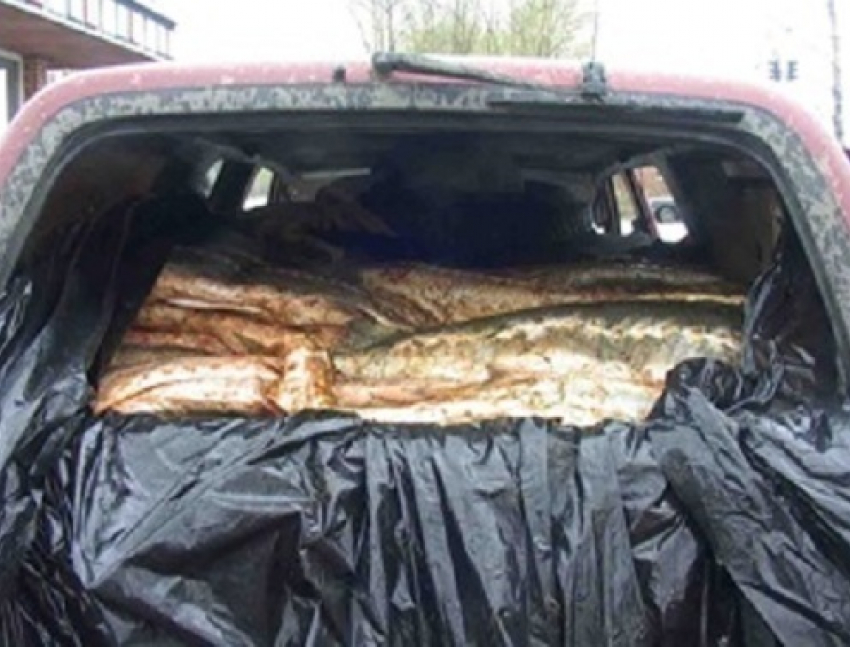  На трассе Шахты - Цимлянск два водителя пытались перевезти 250 киллограмм рыбы