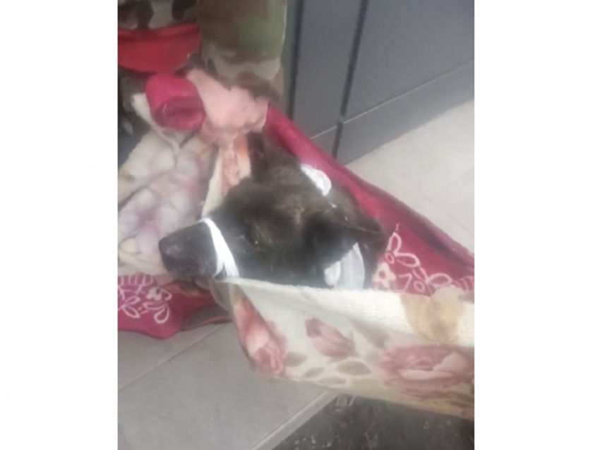 Волонтеры из Шахт рассказали о состоянии старого пса, которого сбили на Артемовском рынке