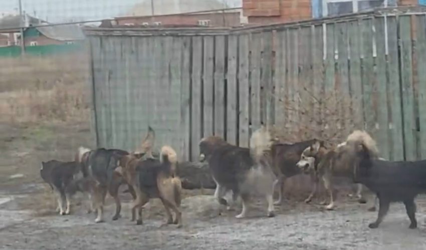 Стая собак пугает жителей поселка Красина в Шахтах 