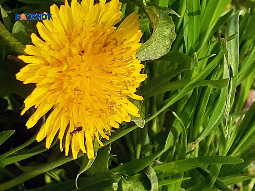 Солнце только с утра и очень тепло днем в среду будет в Шахтах