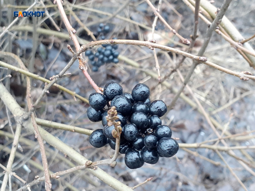 Утром ливень прекратится, но весь пятничный день будет пасмурным