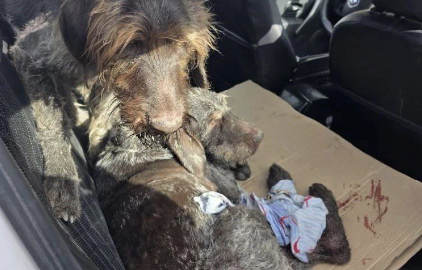 Две собаки пострадали в аварии в Шахтах