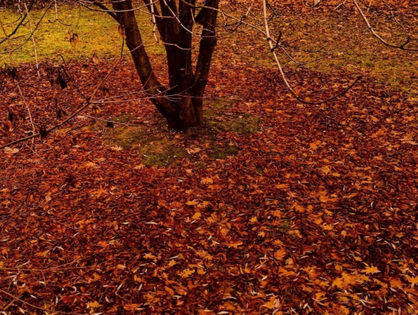 «Иду, шумя сухой листвой»: погода в Шахтах 