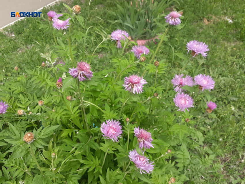 Жару и переменную облачность прогнозируют шахтинцам синоптики