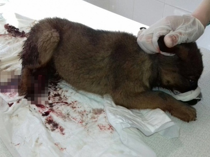 Живодеры в Шахтах оторвали 1,5-месяному щенку хвост и переломали лапы