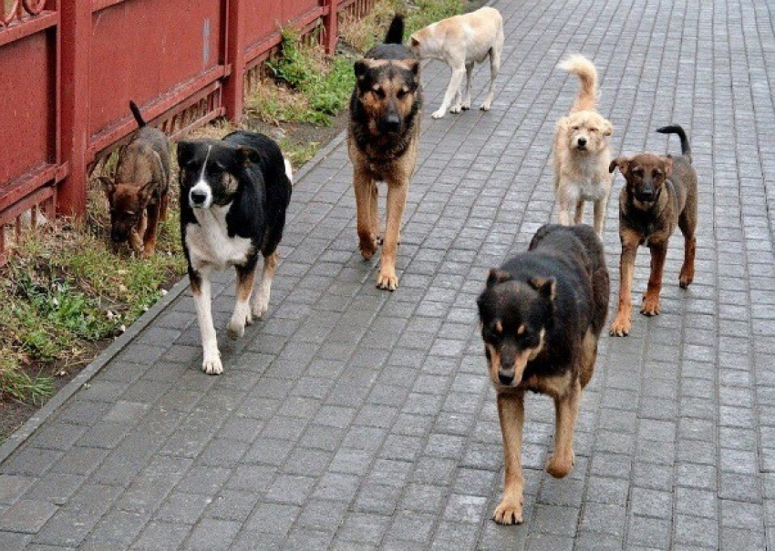 Шахтинцам предлагают делать заявки на отлов бездомных собак