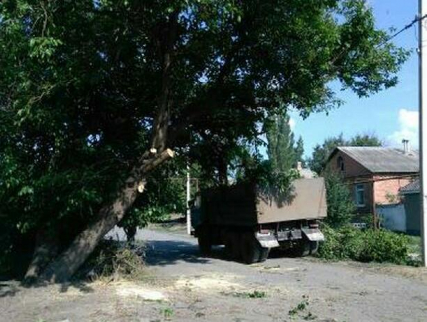 После публикации в «Блокноте Шахты» убрали аварийное дерево в Поповке