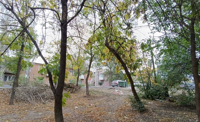 Проблема сухих деревьев беспокоит жителей центра города Шахты