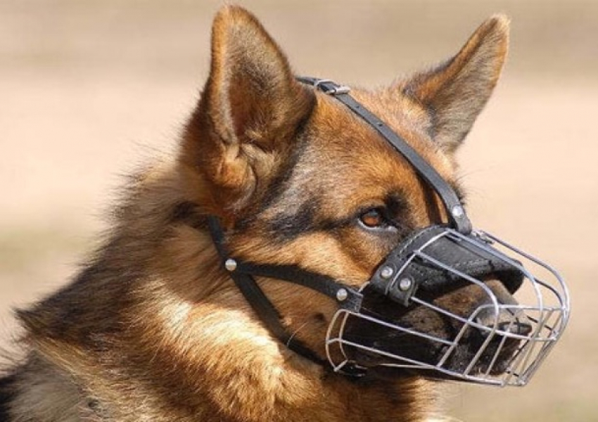 Жизнь собачья: шахтинцам запретят выгуливать своих питомцев без намордника и поводка
