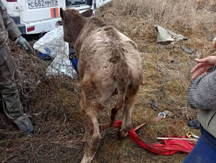 Сотрудники шахтинского подразделения МЧС спасли из колодца теленка