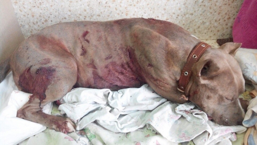 В Шахтах возле супермаркета нашли собаку с десятью ножевыми ранениями