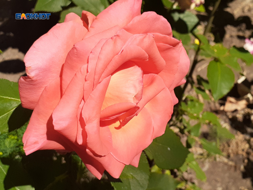 К вечеру возможен дождь, а днем – жара в Шахтах