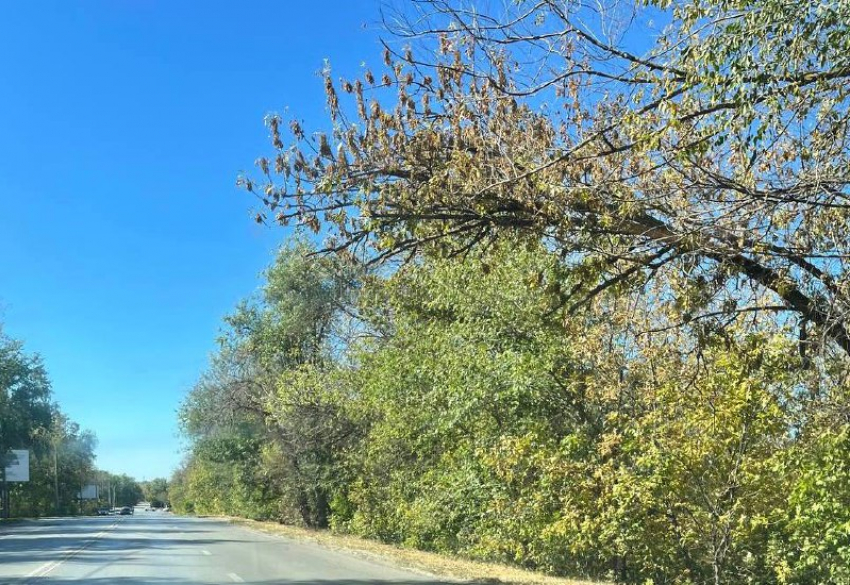 Сухое дерево обрушилось на движущийся автомобиль шахтинки