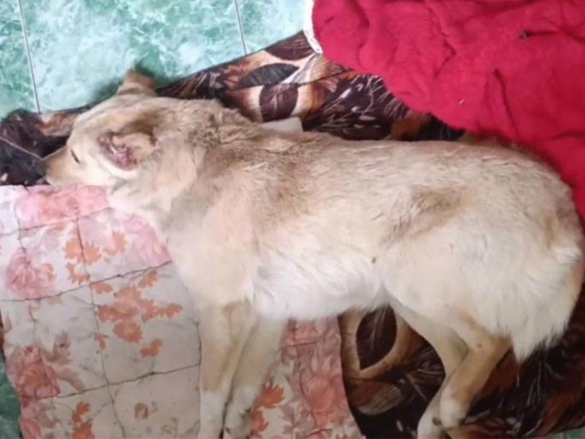 Волонтеры из Шахт спасают собаку, которую избили и ранили выстрелом