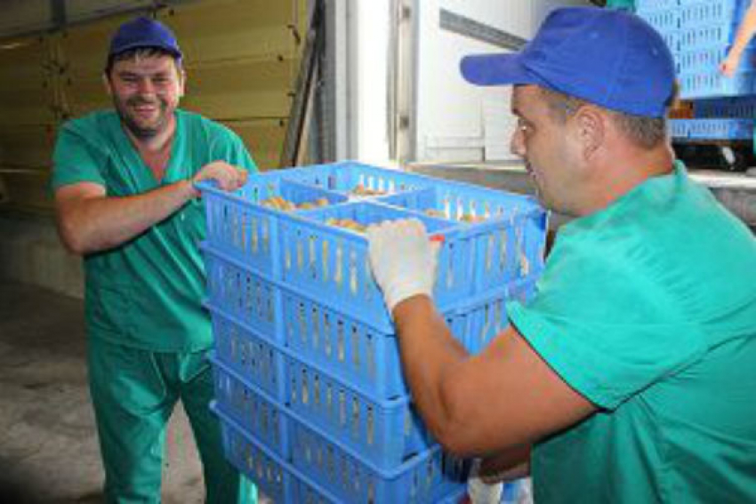 25500 суточных птенцов завезены на новый участок подращивания №8 компании «Евродон"