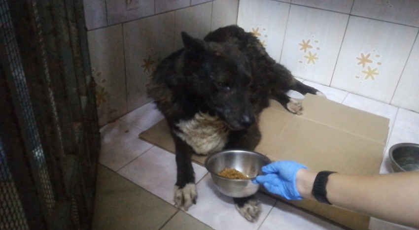 Волонтеры из Шахт спасают собаку с серьезными травмами