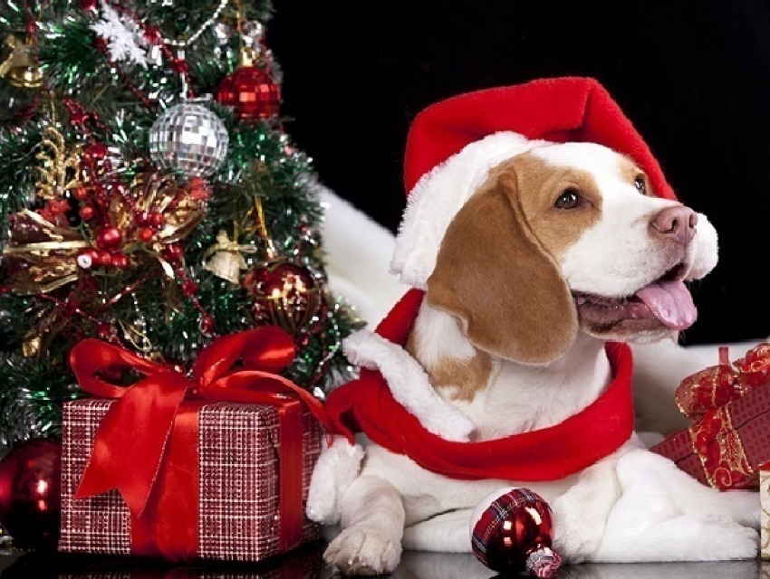 Новогодний календарь: в чем лучше шахтинцам встречать Год собаки