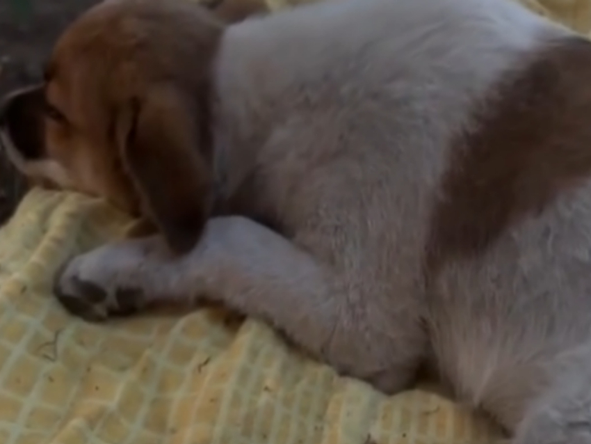  Ветеринары из Шахт спасают бездомного щенка с металлической стружкой в желудке