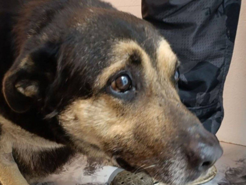 Волонтёры из Шахт спасают пса с тяжёлыми травмами лап