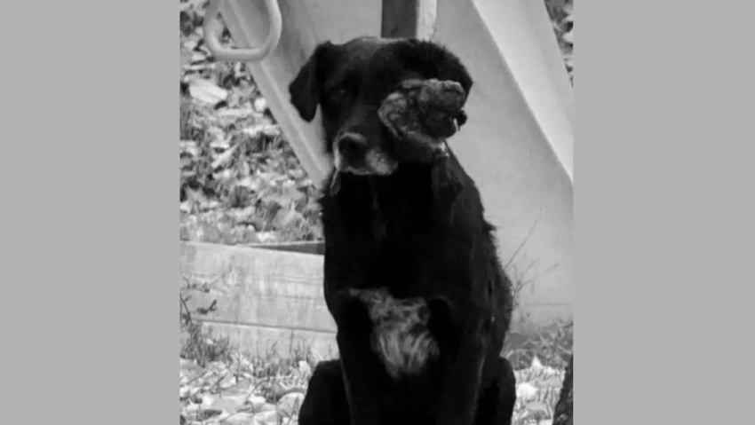 Волонтеры пытались спасти жизнь пса, но он не дожил до операции и скончался