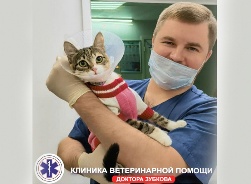 Акция «Мартовский кот» в сети клиник Ветеринарной помощи доктора Зубкова