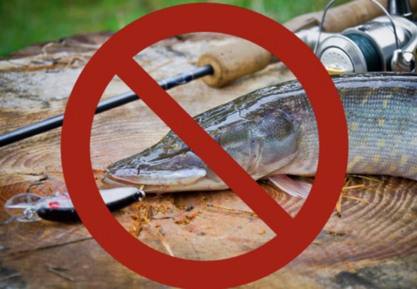 Шахтинцев предупреждают: на Дону под запретом вылов рыб 