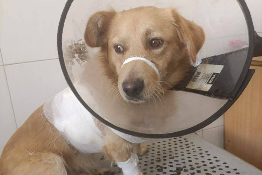 Неизвестные подстрелили собаку в Шахтах