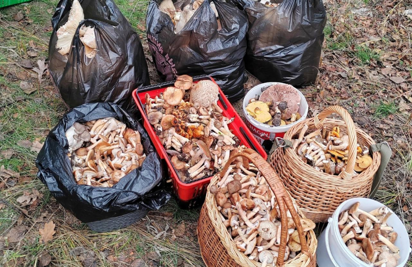 Шахтинцы установили рекорд по сбору грибов в Ростовской области