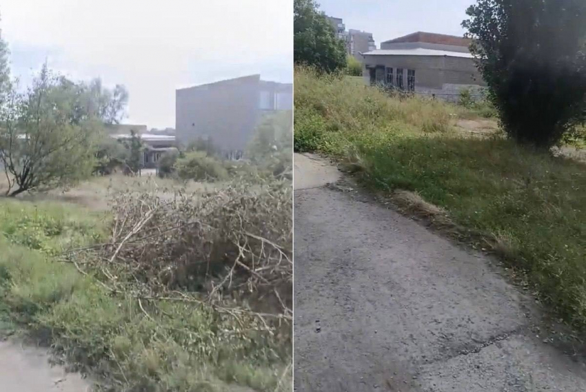 Путь к школе №20 в городе Шахты зарос амброзией
