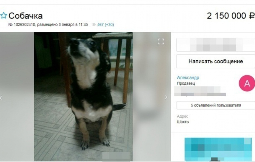 В Шахтах продают пожилую собаку более чем за два миллиона рублей