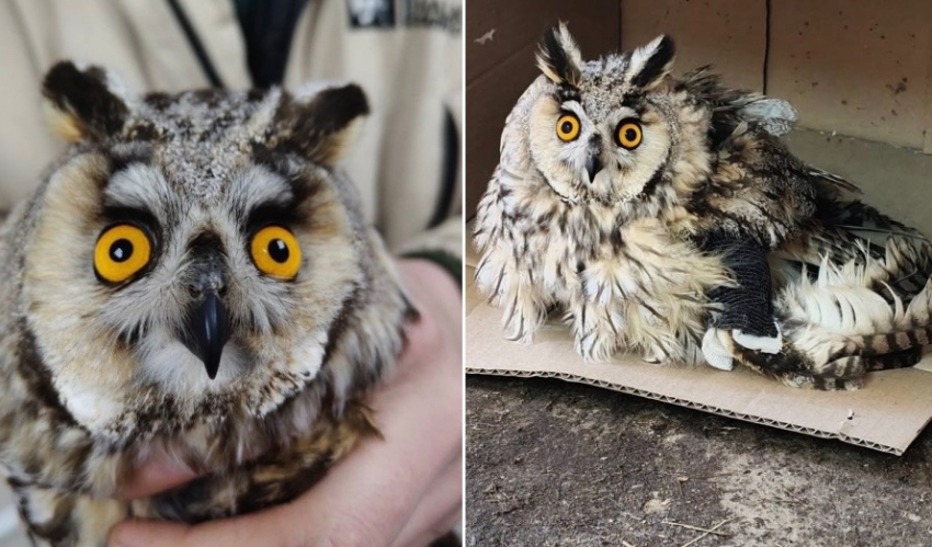 Раненая сова из Батайска обрела дом в Малинках