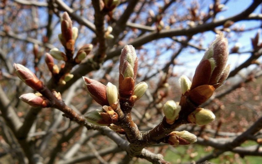 В Ростовской области 8 марта прогнозируют теплую и солнечную погоду